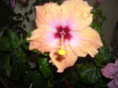 Hibiscus Safran