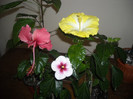 Hibiscus grup