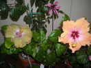 Hibiscus Kathie Jones +  Safran