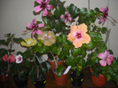 poze flori 12 iulie 2255