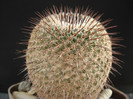 Mammillaria huitzilopochtli