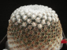 Mammillaria huitzilopochtli
