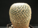 Mammillaria huitzilopochtli