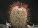 Mammillaria huitzilopochtli
