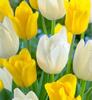 laleleduoyellowandwhite
