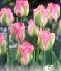 TGoenland_1