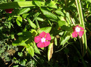 Vinca ... de care?