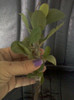 euphorbia milii-coroana lui iisus