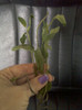 gentiana?