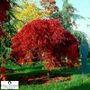 Acer palmatum 'Atropurpureum'
