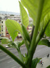 7-8 septembrie 2012-flori 059
