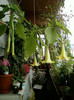 brugmansia galbena-norela :)