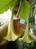 brugmansia galbena-norela :)