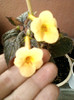 achi yellow beauty