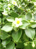 exacum-violeta alba