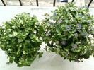 7-8 septembrie 2012-flori 158