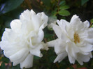 White Fairy