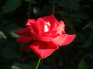 Dame de Coeur