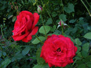 Dame de Coeur