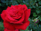 Dame de Coeur