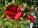 Dame de Coeur