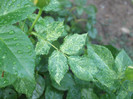 flori 2012 1139