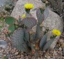 Opuntia macrocentra