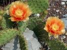 Opuntia cymochila
