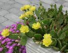 Opuntia humifusa