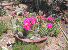 Opuntia polyacantha