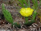 Opuntia pusilla