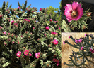 Cylindropuntia imbricata