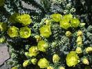 Cylindropuntia whipplei