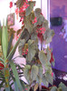 begonia coralina