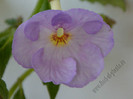 Achimenes Champs De Lavande
