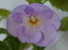 Achimenes Champs De Lavande