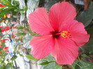 DSCN3353