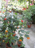 DSCN3354