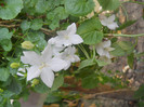 DSCN3356