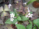 DSCN3366