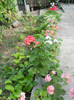 DSCN3374