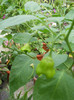 DSCN3375