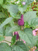 DSCN3376