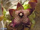 Caralluma europaea