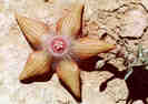Duvalia sulcata