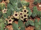Huernia thuretthii