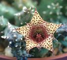 Huernia volkartii