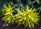 Orbea lutea