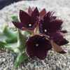 Orbea melanantha