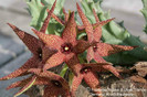 Orbea_lutea_subsp._vaga